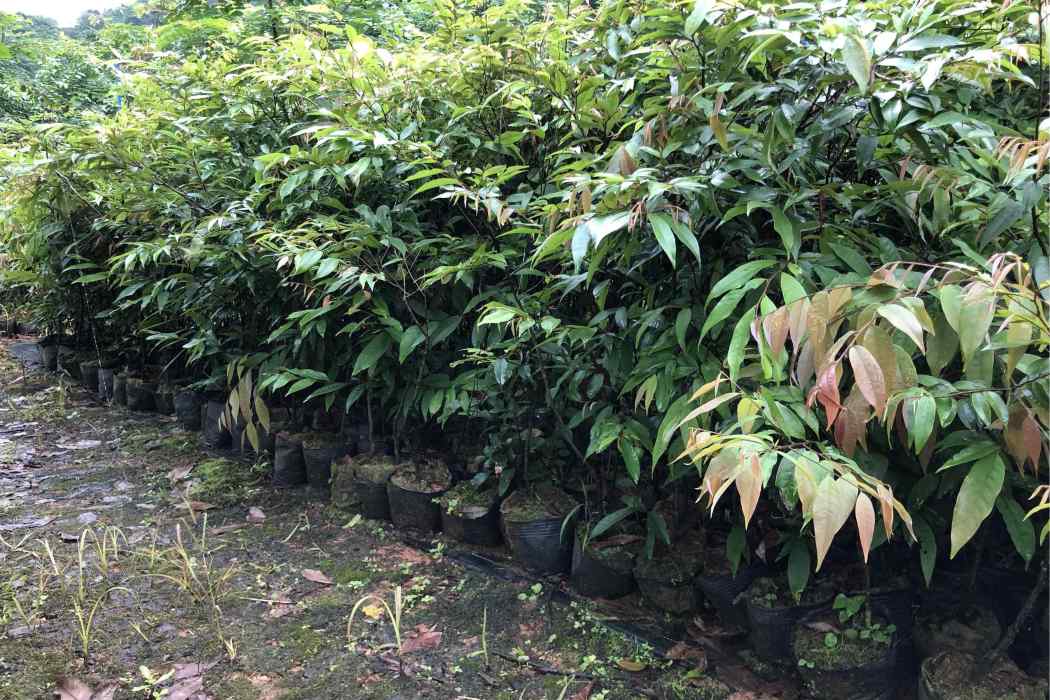 紅椎家系27 紅椎家系27