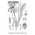 全葉滇芎 全葉滇芎