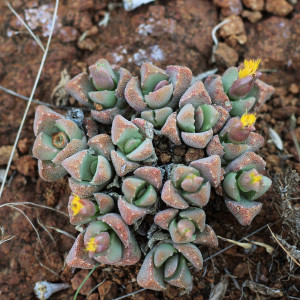 Stomatium braunsii