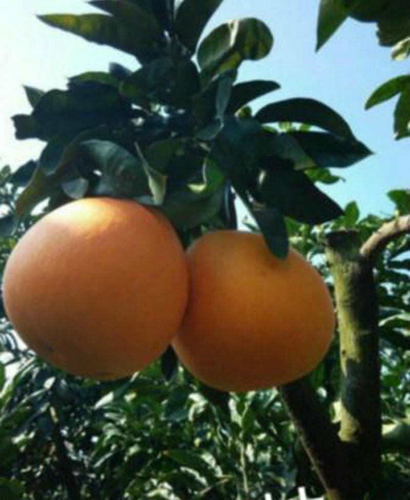 金橙蜜柚果