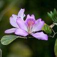 素心花 素心花
