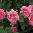 無憂無慮(薔薇屬月季栽培品種) 無憂無慮(薔薇屬月季栽培品種)
