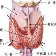 熱結節