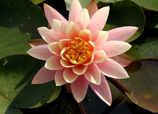 粉葡萄