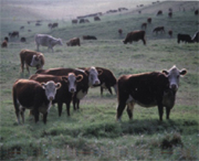 發展中的畜牧業