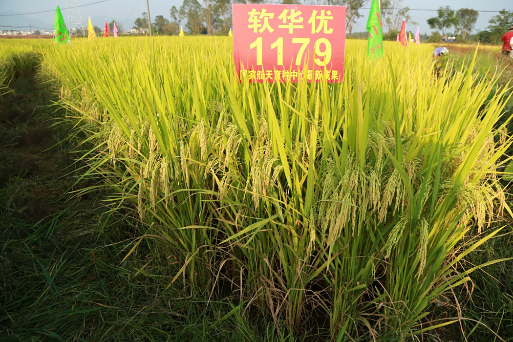 軟華優1179 軟華優1179