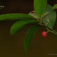 山小橘(植物) 山小橘(植物)