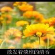 遼菊067 遼菊067