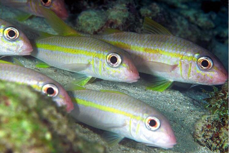 擬纓魚屬 擬纓魚屬