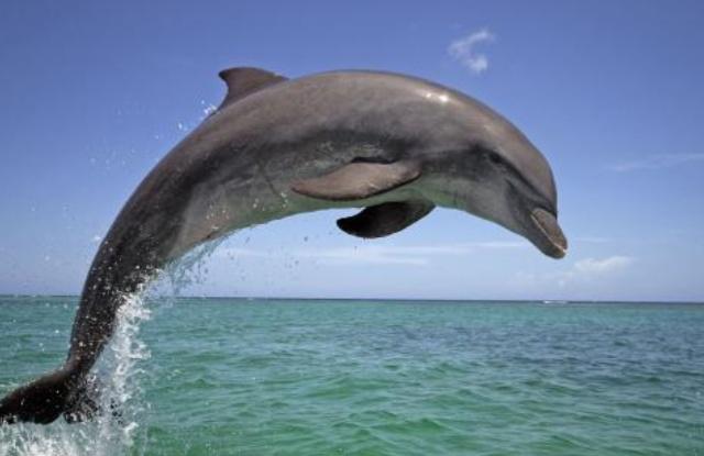 印太瓶鼻海豚