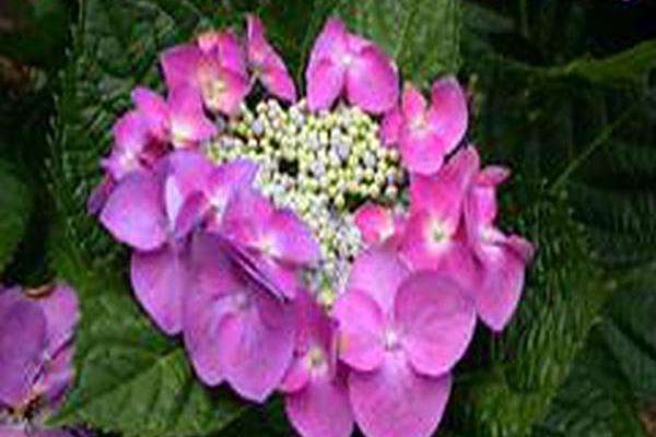 Hydrangea macrophylla \x27Fasan\x27 PHEASANT