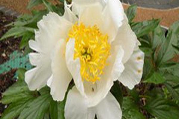 Paeonia lactiflora \x27Honey Gold\x27 Paeonia lactiflora \x27Honey Gold\x27