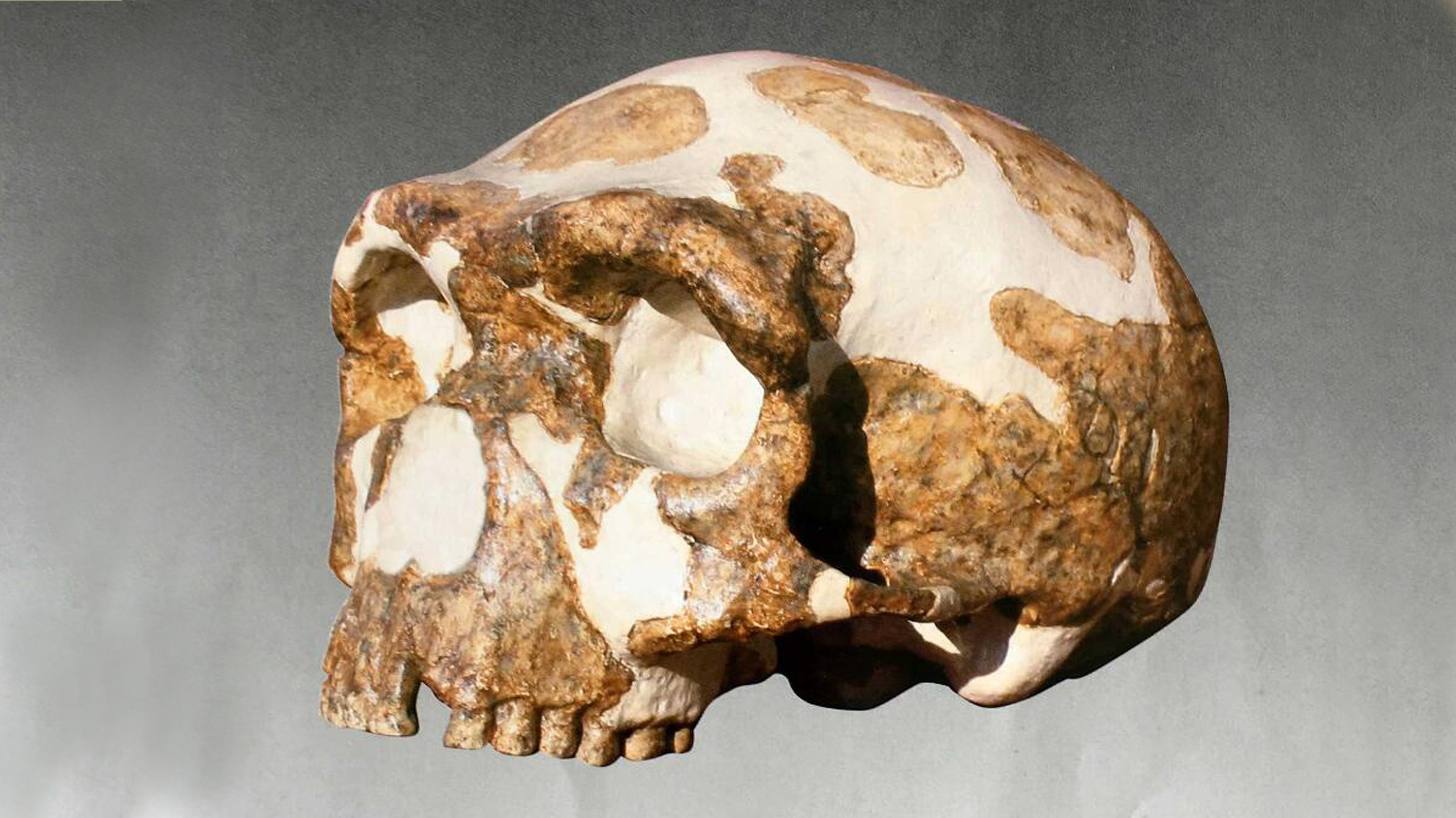 金牛山人頭骨化石