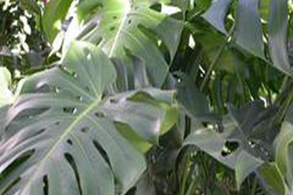 Monstera deliciosa Monstera deliciosa