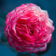 月季花(薔薇科植物) 月季花(薔薇科植物)