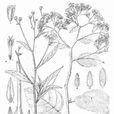 都麗菊 都麗菊