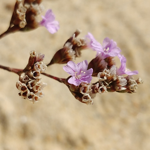 Limonium plurisquamatum