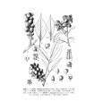 灰背葉柯(粉背石櫟) 灰背葉柯(粉背石櫟)