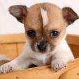 Smooth Coat Chihuahua Smooth Coat Chihuahua