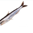 毛鱗魚 毛鱗魚
