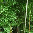 武夷山苦竹 武夷山苦竹