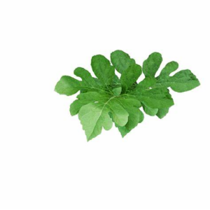 西瓜(葫蘆科西瓜屬的一種植物)