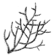 青琅玕(石珠) 青琅玕(石珠)