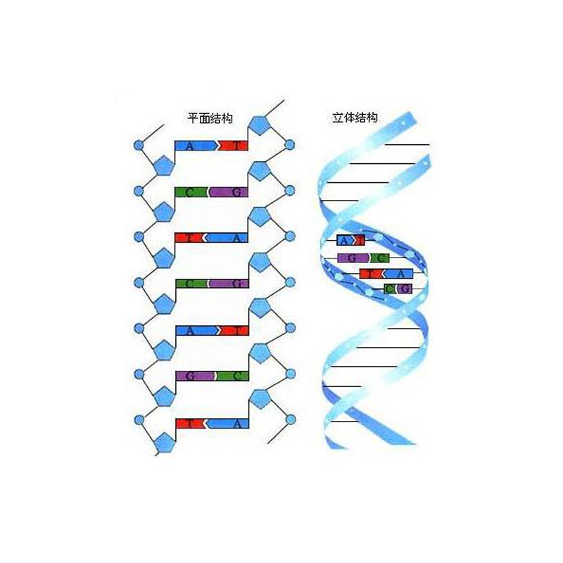 單鏈DNA