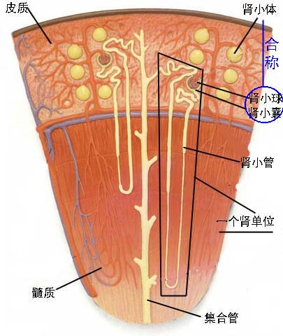 泌尿小管組成及各段位置