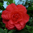 六角大紅(松陽紅) 六角大紅(松陽紅)