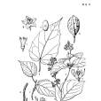 薄核藤 薄核藤