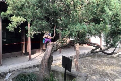 六朝松(江蘇如皋水繪園隱玉齋內曾易占手植古檜) 六朝松(江蘇如皋水繪園隱玉齋內曾易占手植古檜)