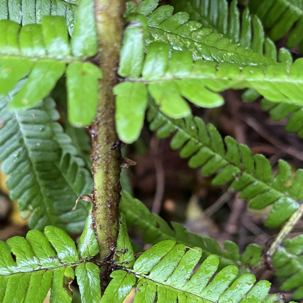 Dryopteris pseudodisjuncta