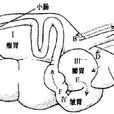 網胃 網胃