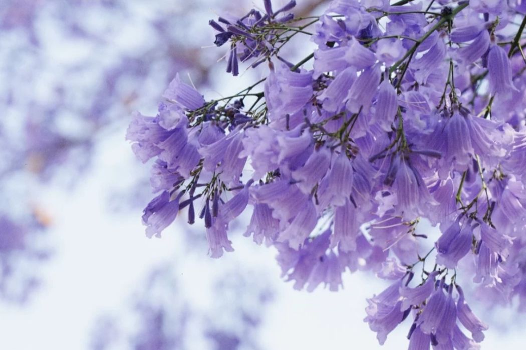 紫花銀光 紫花銀光