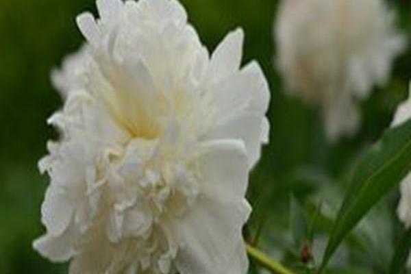 Paeonia lactiflora \x27Duchesse de Nemours\x27 Paeonia lactiflora \x27Duchesse de Nemours\x27
