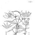 白花過路黃 白花過路黃