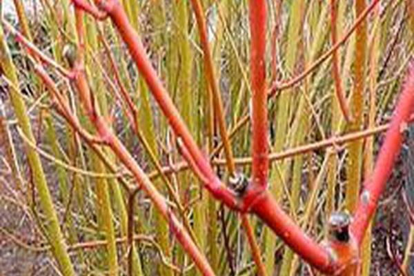 Cornus sericea \x27Cardinal\x27 Cornus sericea \x27Cardinal\x27