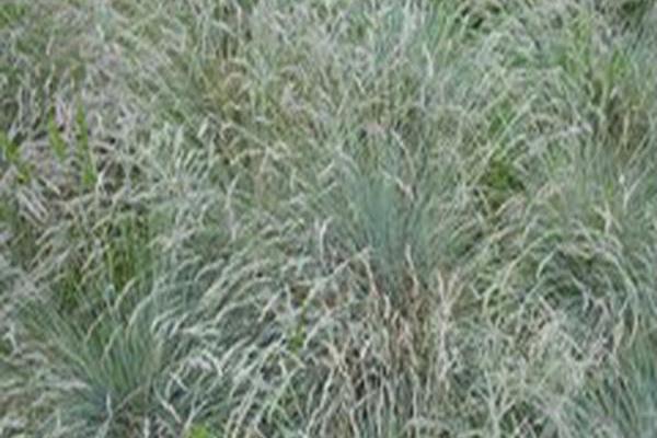 Festuca longifolia Festuca longifolia
