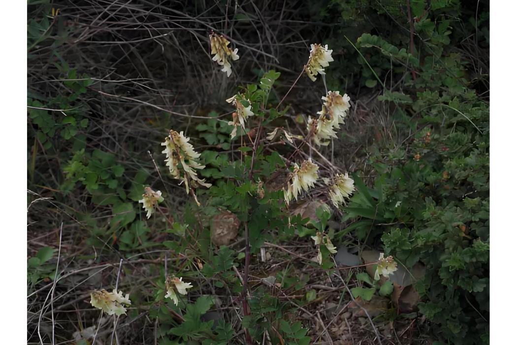 寬葉岩黃芪 寬葉岩黃芪