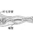後腎管 後腎管
