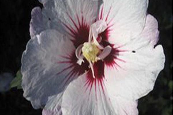 Hibiscus syriacus \x27Minspot\x27 FIRST EDITIONS FIJI Hibiscus syriacus \x27Minspot\x27 FIRST EDITIONS FIJI