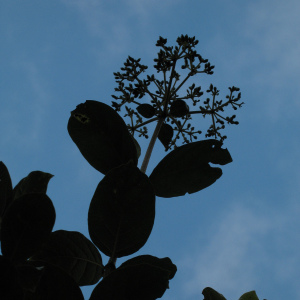 Viburnum triphyllum