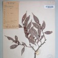 毛軸菜蕨 毛軸菜蕨