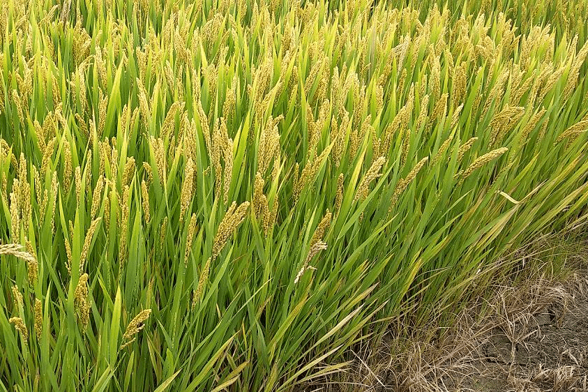 淮糯12號 淮糯12號
