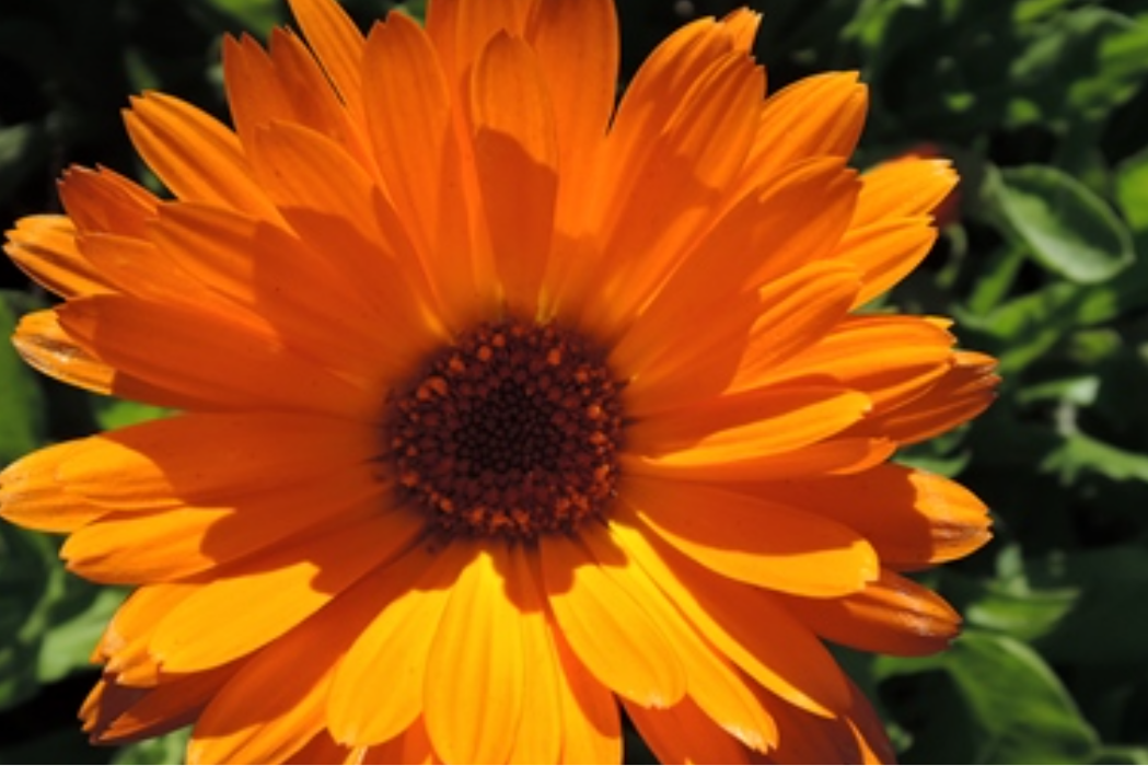 金盞花屬(Calendula) 金盞花屬(Calendula)