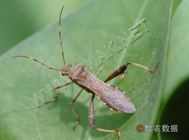 擬無墊條蜂 擬無墊條蜂