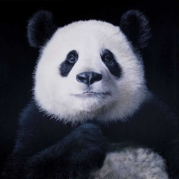 Tim Flach Tim Flach