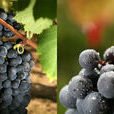Gamay Gamay