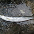 布氏金梭魚 布氏金梭魚